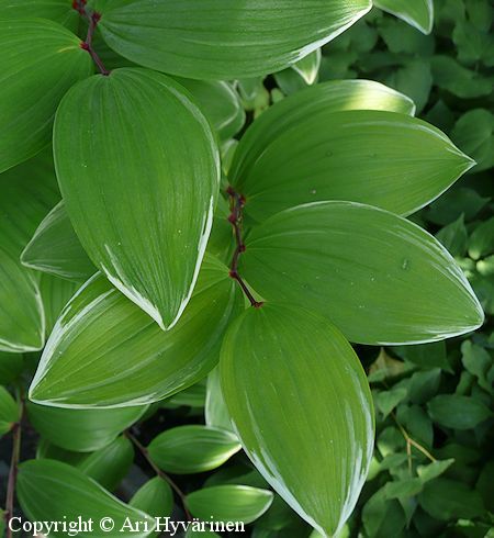 Polygonatum odoratum var. pluriflorum 'Variegatum', kalliokielo
